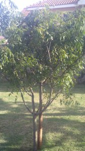 I opt to grow my own neem in my garden. It surely is a fast growing plant