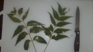 Neem leaves, washed clean